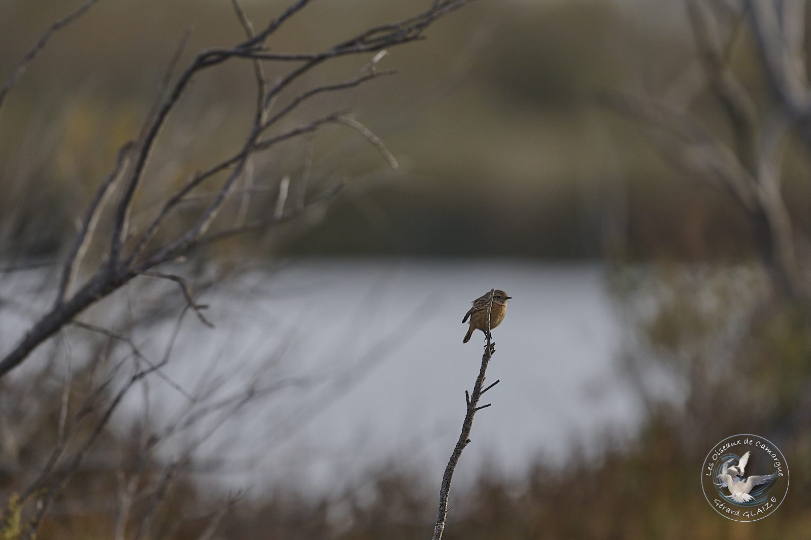 Tarier pâtre - European Stonechat