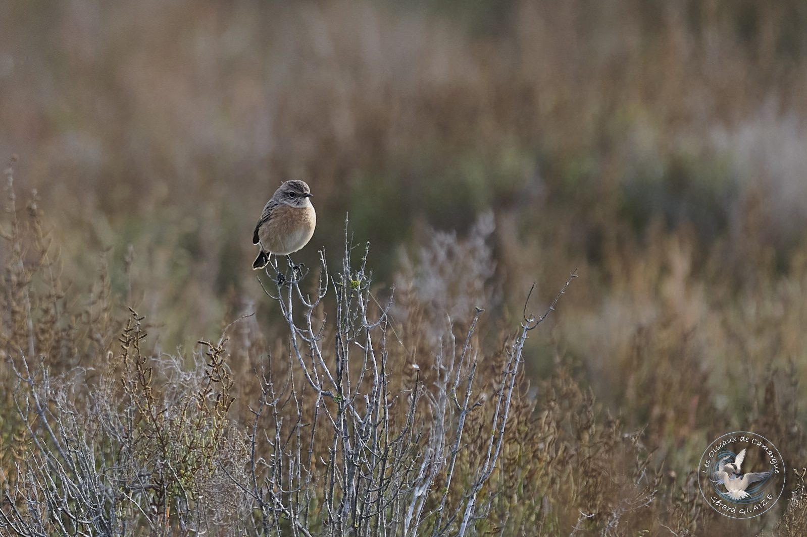 Tarier pâtre - European Stonechat