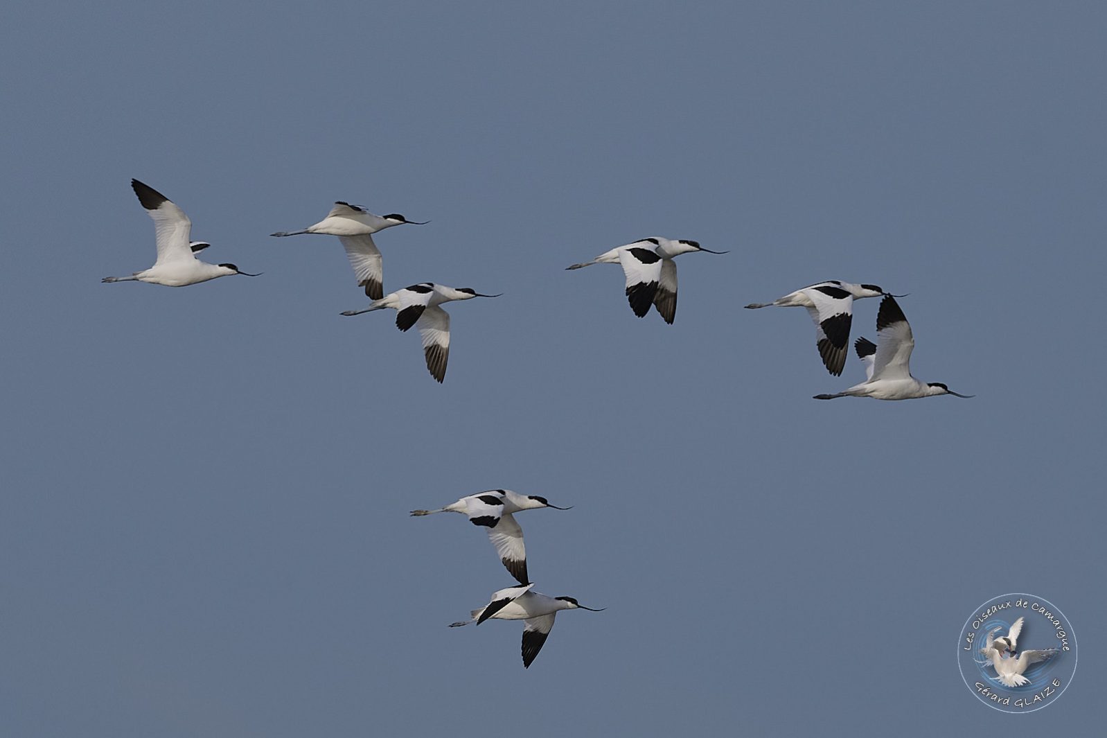 Avocette élégante - Pied Avocet
