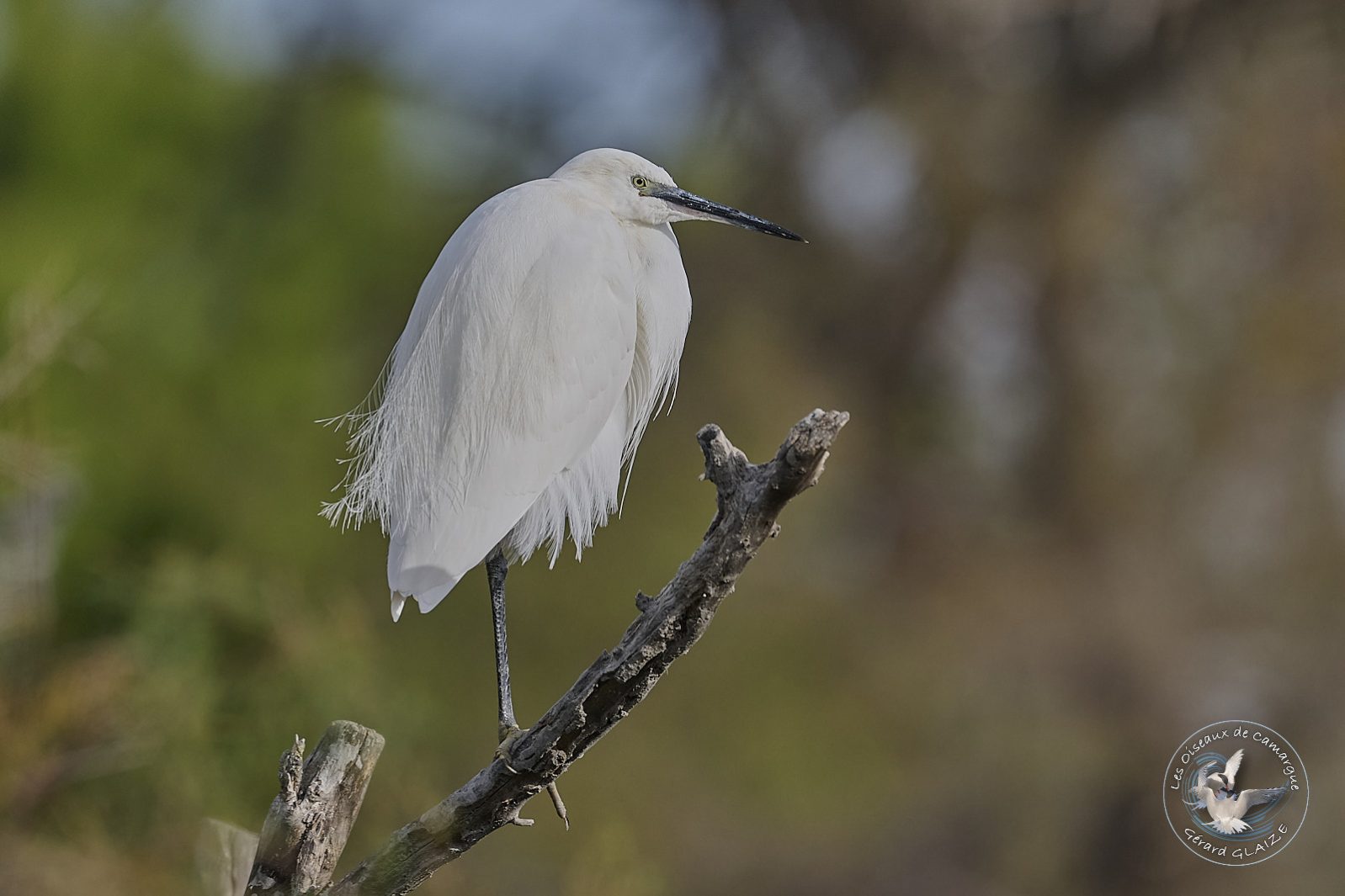 Aigrette Garzette - Little Egret