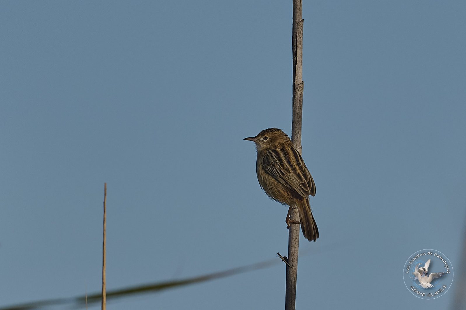 Cisticole des joncs - Zitting Cisticola