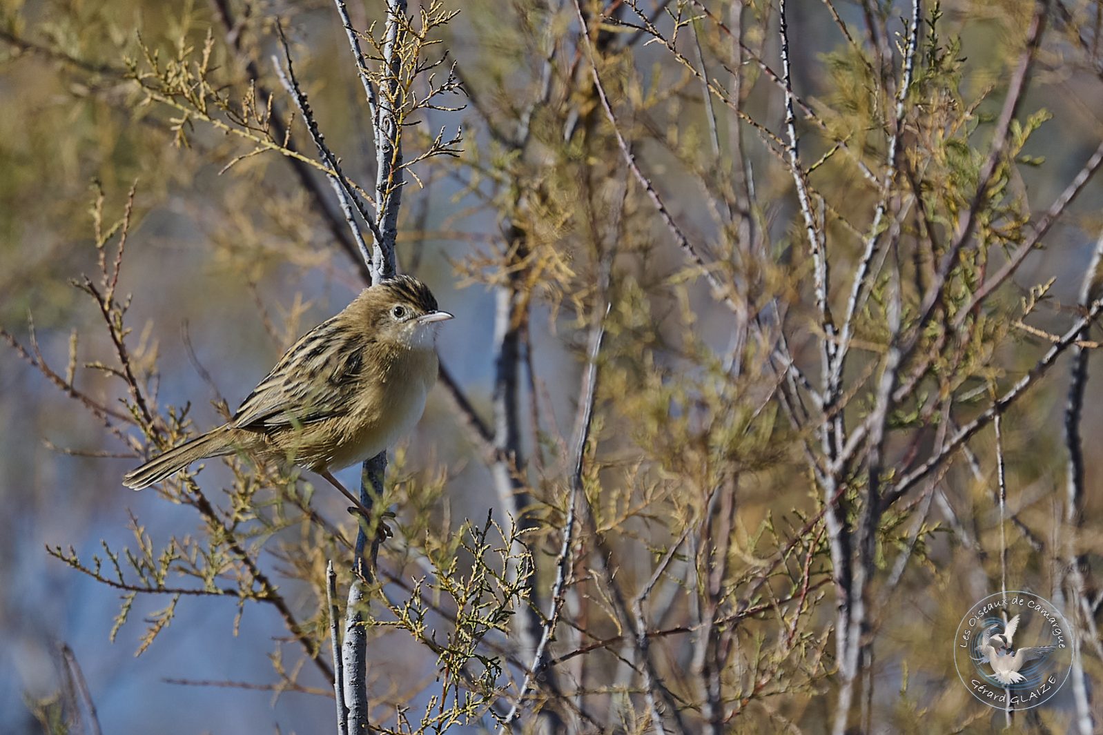 Cisticole des Joncs - Zitting Cisticola