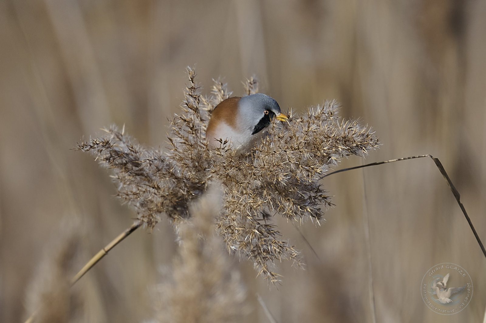 Panure à moustache - Bearded Reedling