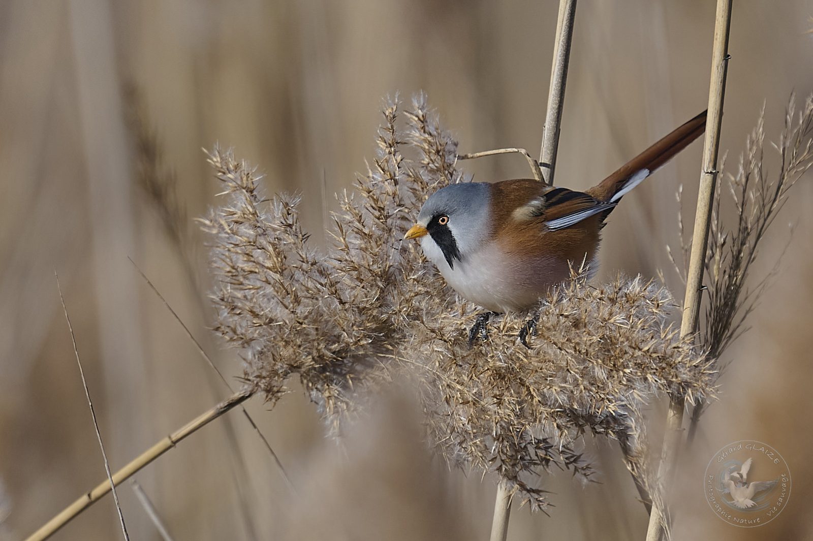 Panure à moustache - Bearded Reedling