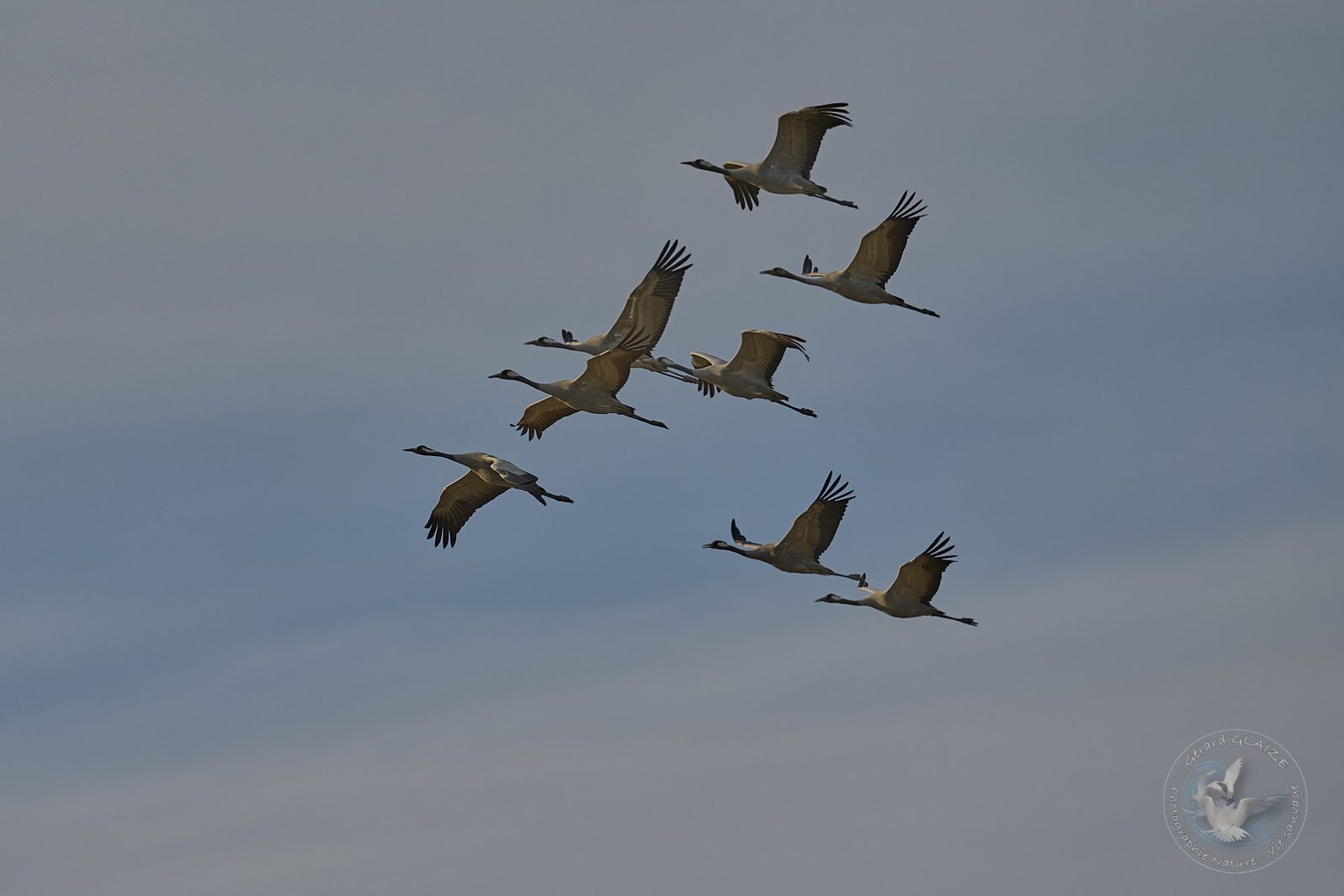 Grues cendrées - Common Crane