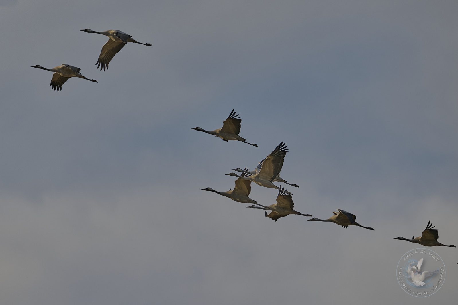 Grues cendrées - Common Crane